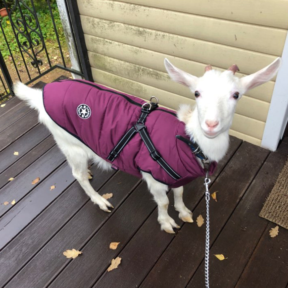 Winter Dog Coat