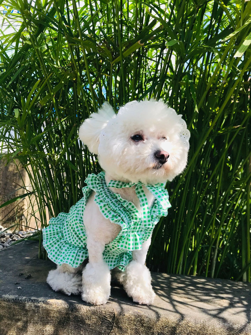 Creative Plaid Dog