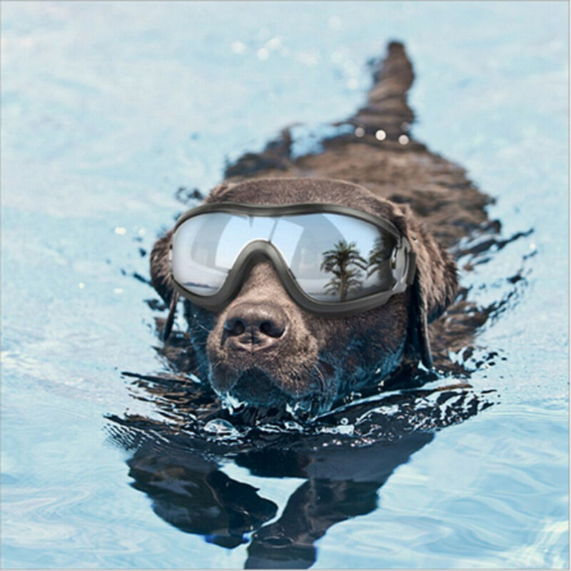 WoofStyle Shades – Cool Goggles with Gold Chain