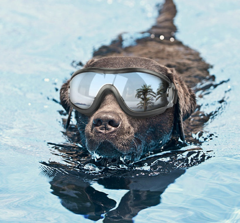 PawShades – UV Goggles for Cool Dogs