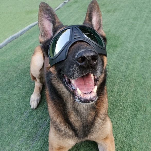 SnowPaws – Comfy Goggles for Dogs