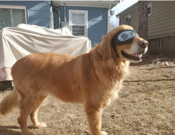SnowPaws – Comfy Goggles for Dogs