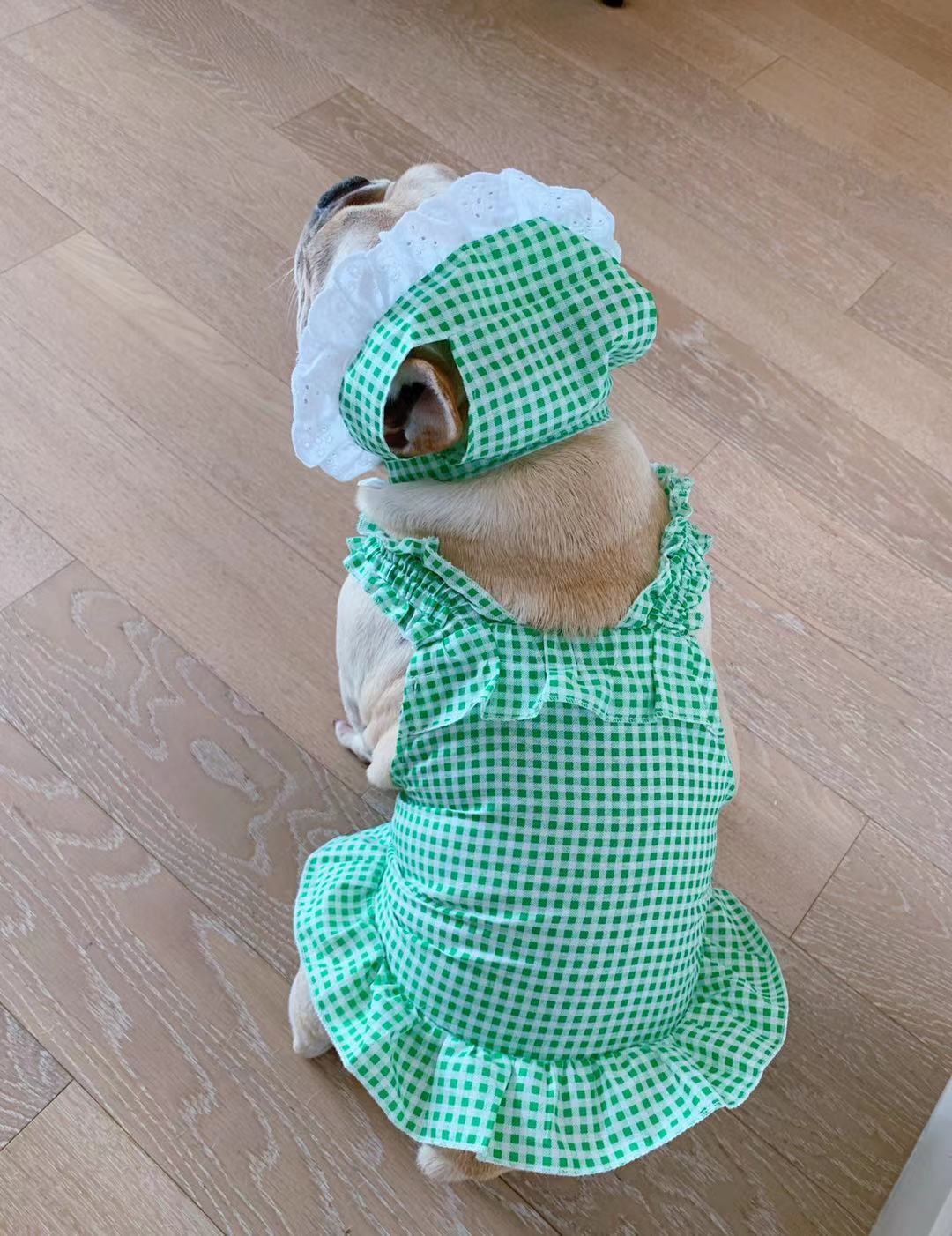 Creative Plaid Dog