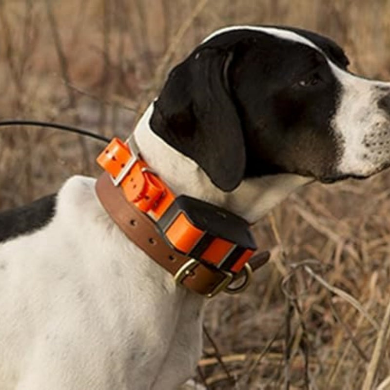 PawLoop – Everyday Collar for Pets