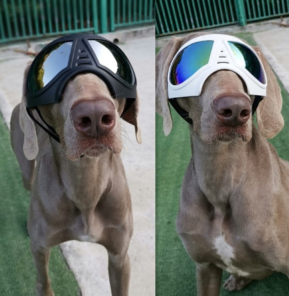 SnowPaws – Comfy Goggles for Dogs