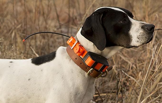 PawLoop – Everyday Collar for Pets