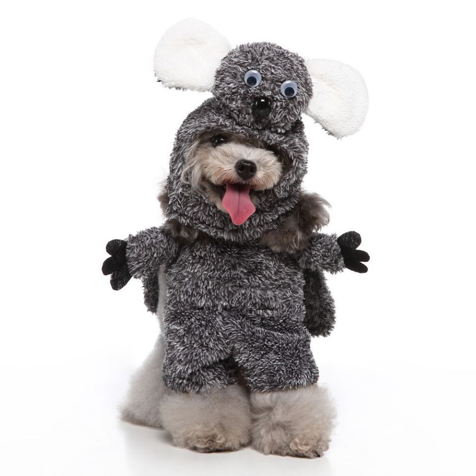 EuroPaws – Trendy Pet Outfits with Style