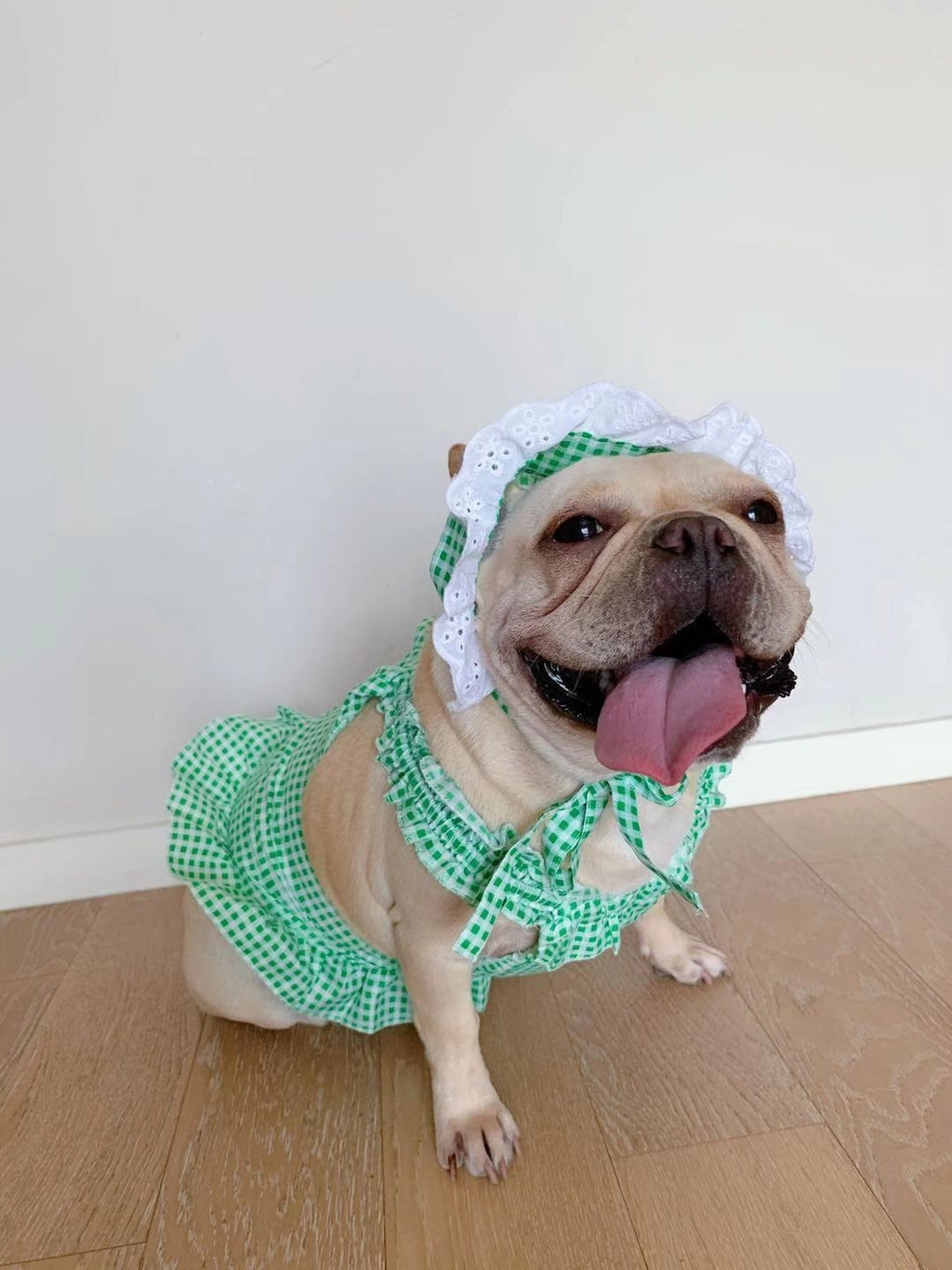 Creative Plaid Dog