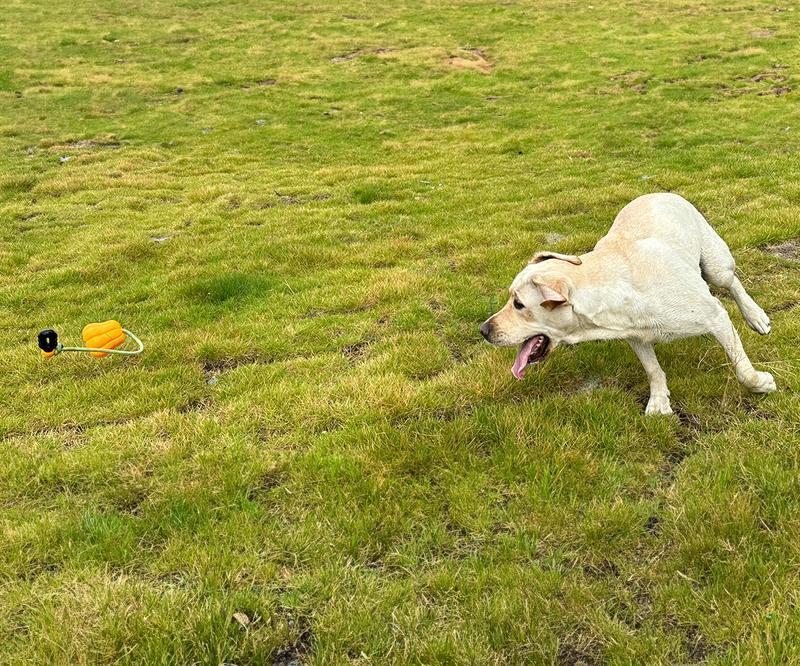 Pumpkin Dog Rope Fetch Exercise