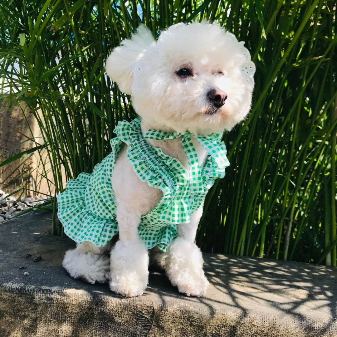 Creative Plaid Dog