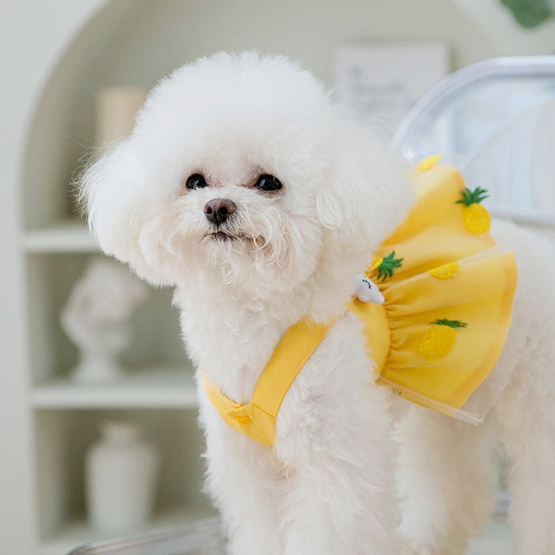 Luxury Dog