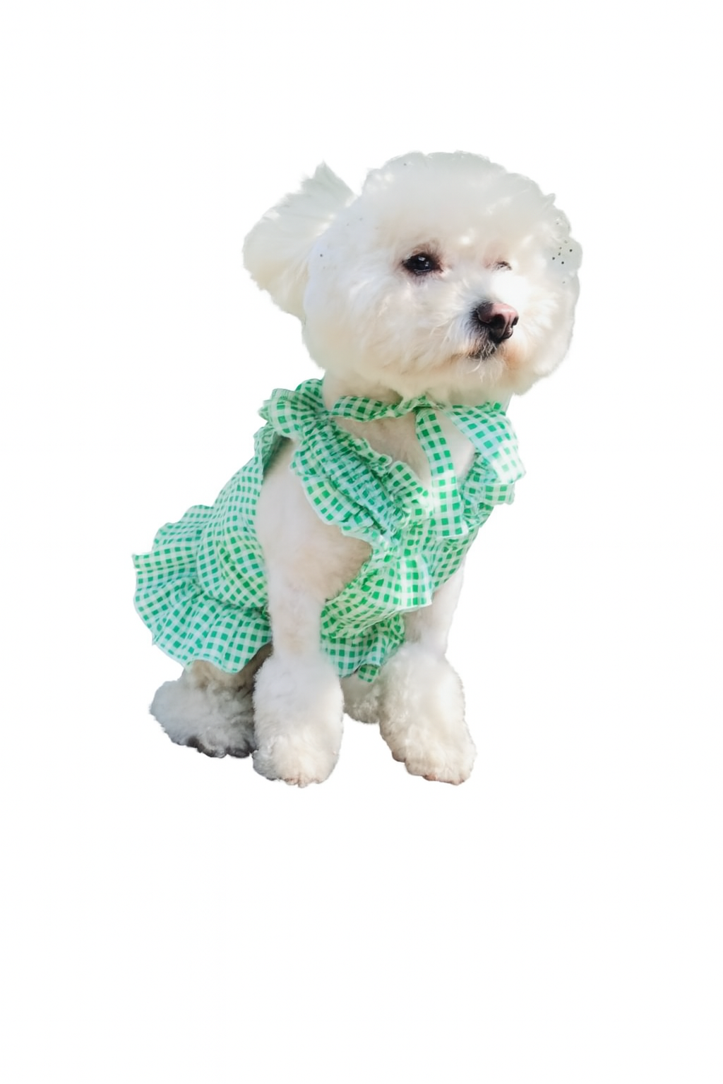 Creative Plaid Dog