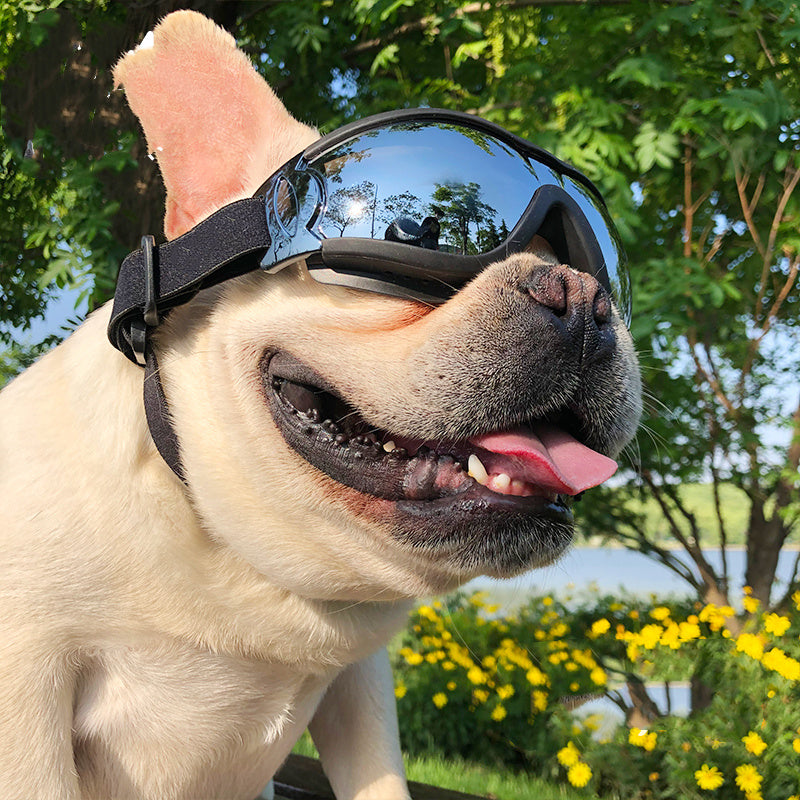 WindPaws – Stylish Sunglasses for Cool Pets
