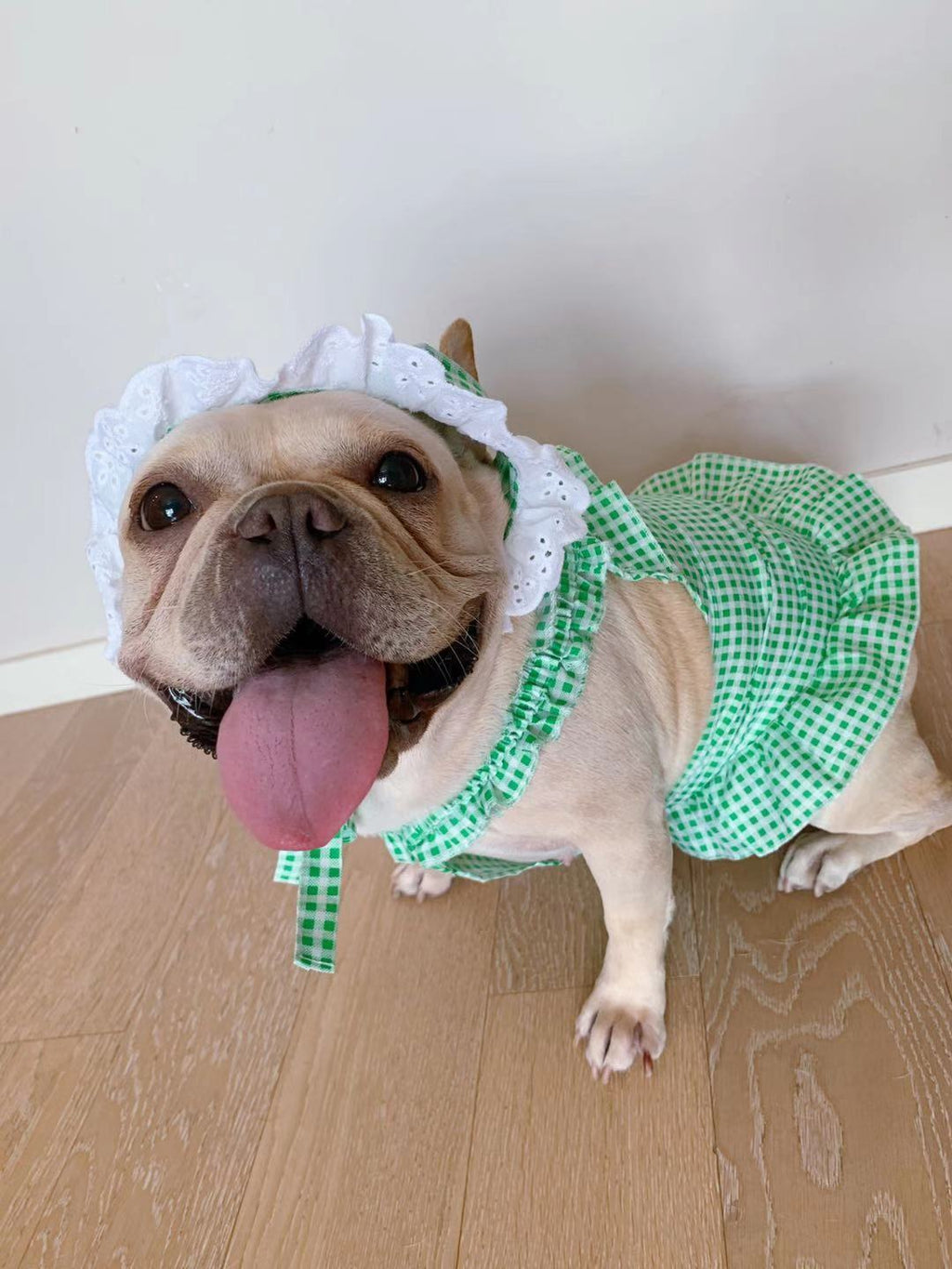 Creative Plaid Dog