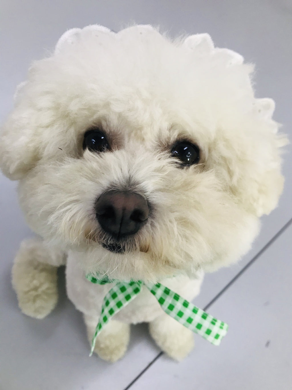 Creative Plaid Dog