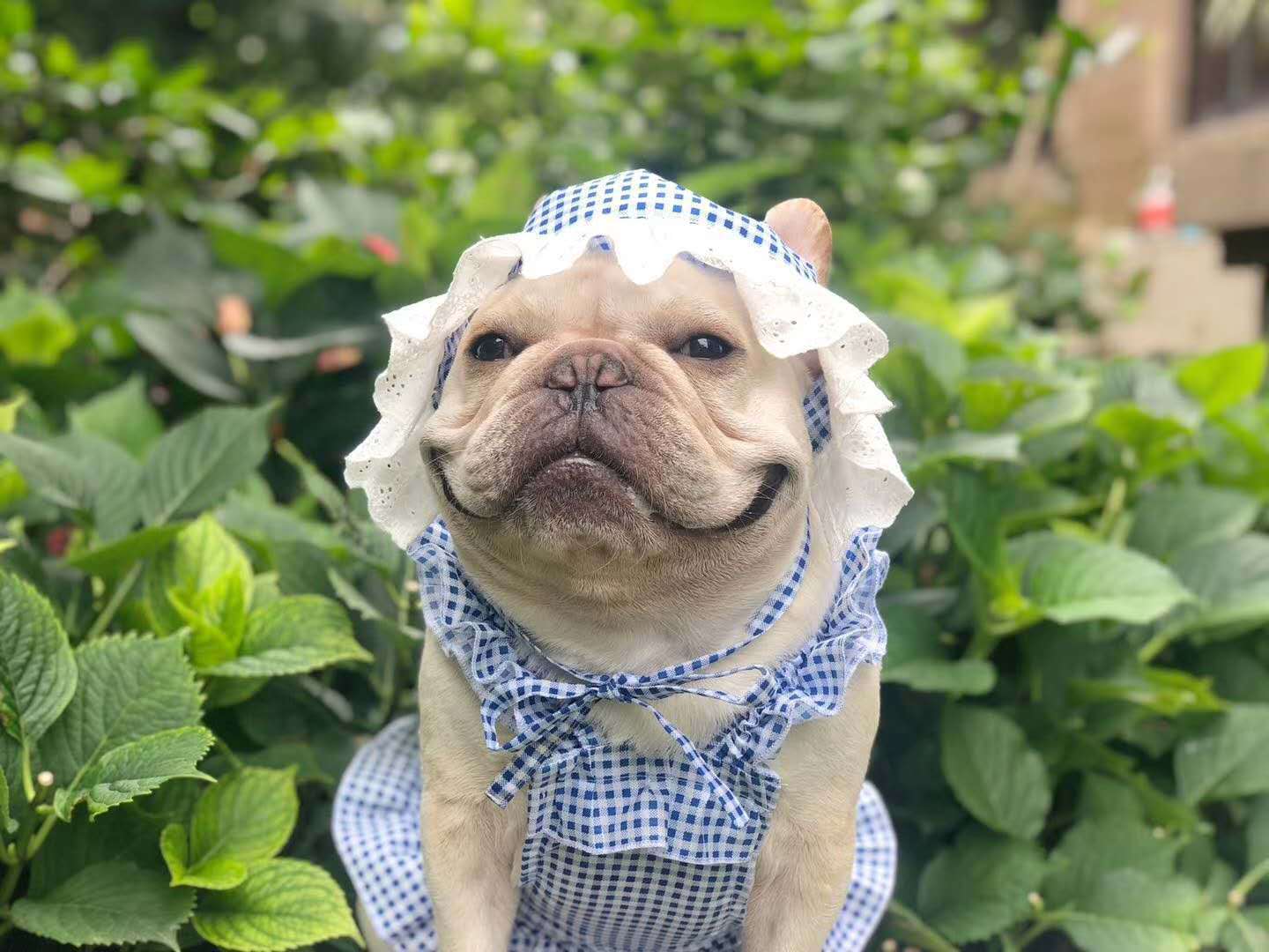 Creative Plaid Dog